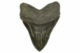 Fossil Megalodon Tooth - Beast From South Carolina #316980-1
